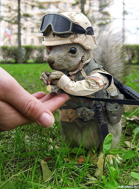 zhivotnye_belka_soldat_11468