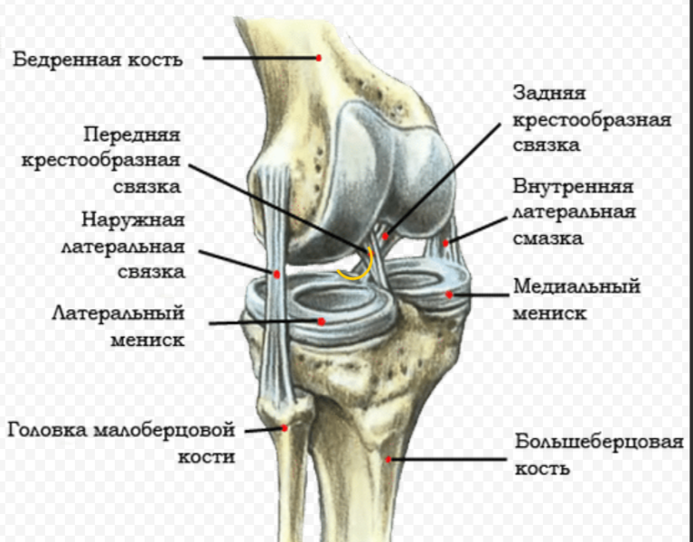 Коленно бедренный сустав. Анатомия коленного сустава кости. Анатомия связок мениска коленного сустава. Наружная боковая связка коленного сустава анатомия.