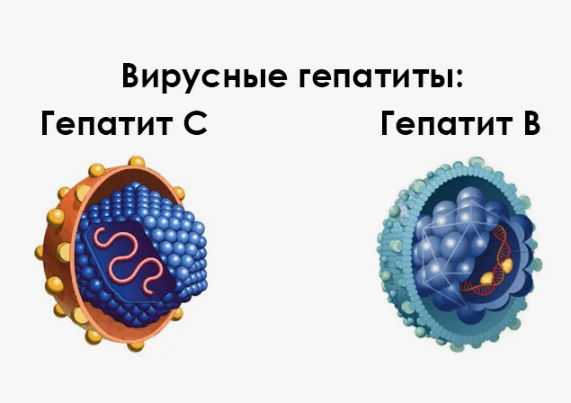 Гепатит социально значимое заболевание вопросы увольнения voenset.ru